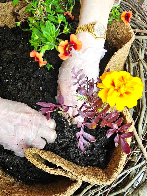 adding-marigolds