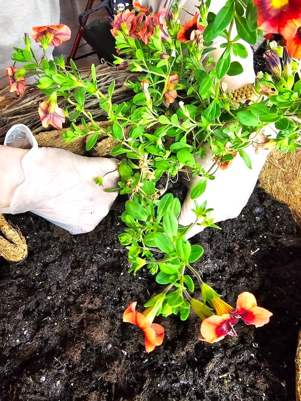 diy-grapevine-wreath-planter–fast-and-easy-adding-my-first-plant-to-the-soil