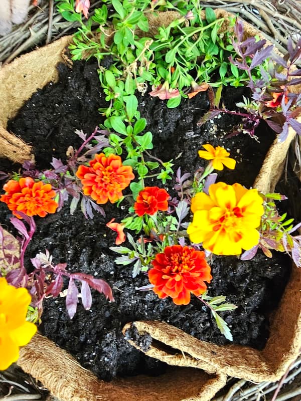 all-the-plants-added-to-the-center-of-the-planter