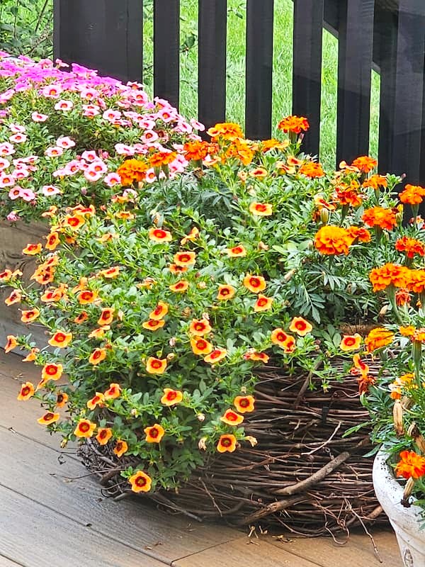 another-picture-of-overflowing-flowers-in-this-grapevine-planter