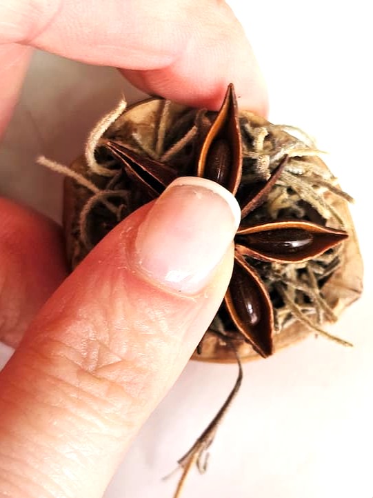 DIY-natural-wreath-with-organic-touches-me-holding-anise-to-set