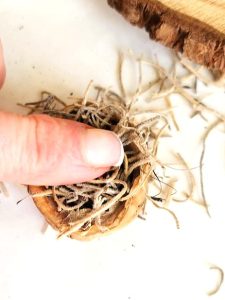 me-holding-natural-moss-to-set-inside-shnell