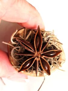 DIY-natural-wreath-with-organic-touches-me-showing-shell-filled-with-natural-moss-and-anise