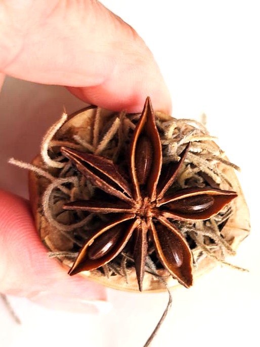 me-showing-shell-filled-with-natural-moss-and-anise