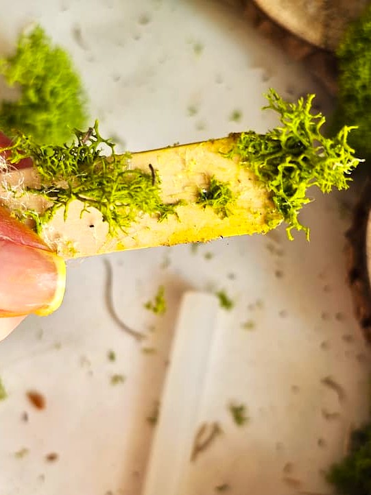 stick-with-moss-from-gluing