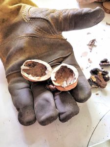 walnut-open-and-empty