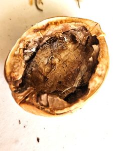 walnut-shell-filled-with-glue