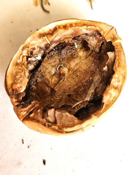 walnut-shell-filled-with-glue