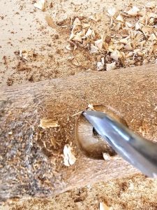 starting-to-drill-hole-in-log